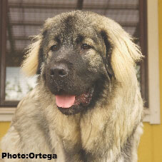 Sarplaninac Jovan 9 months