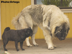 Sarplaninac Jovan 9 months