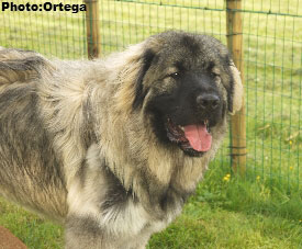 Sarplaninac Jovan 9 months
