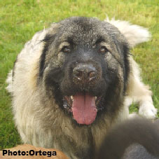 Sarplaninac Jovan 9 months