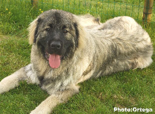 Sarplaninac Jovan 9 months
