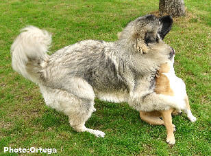 Sarplaninac Jovan 9,5 months