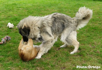 Sarplaninac Jovan 9,5 months