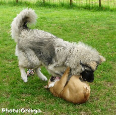 Sarplaninac Jovan 9,5 months