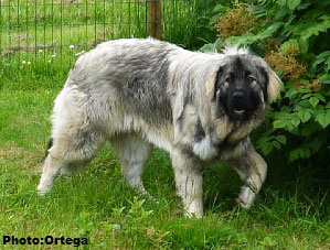Sarplaninac Jovan 9,5 months