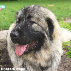 Sarplaninac Jovan 9,5 months