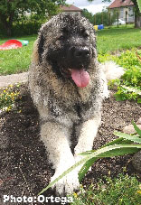 Sarplaninac Jovan 9,5 months