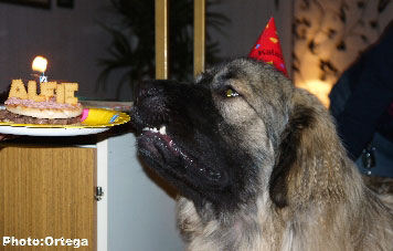 Sarplaninac Jovan 12 months