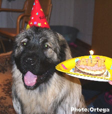 Sarplaninac Jovan 12 months