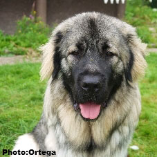 Sarplaninac Jovan 12 months