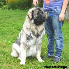 Sarplaninac Jovan 12 months