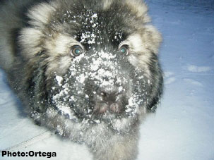Sarplaninac Jovan, 10 weeks