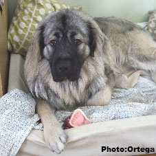 Sarplaninac Jovan 13 months
