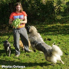 Sarplaninac Jovan 13 months
