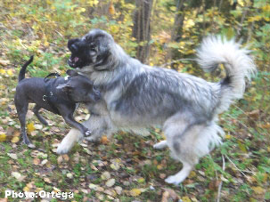 Sarplaninac Jovan 13 months