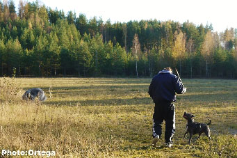 Sarplaninac Jovan 13 months