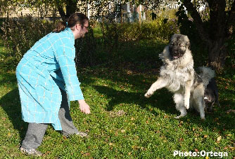 Sarplaninac Jovan 13 months