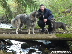 Sarplaninac Jovan 13 months