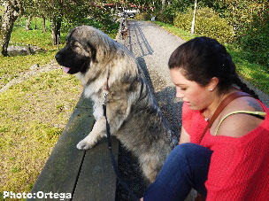 Sarplaninac Jovan 13 months