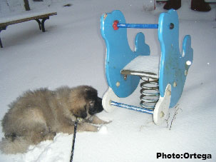 Sarplaninac Jovan, 11 weeks