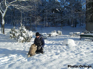 Sarplaninac Jovan 11 weeks