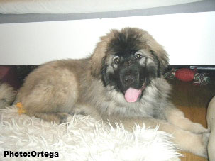 Sarplaninac Jovan 3,5 months