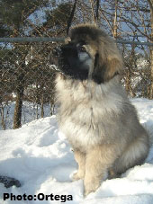 Sarplaninac Jovan 3,5 months