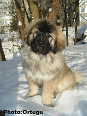 Sarplaninac Jovan 3,5 months