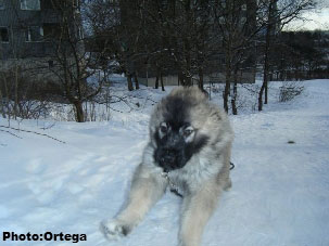 Sarplaninac Jovan 3,5 months