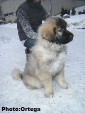 Sarplaninac Jovan 3,5 months