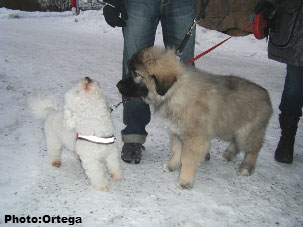 Sarplaninac Jovan 3,5 months
