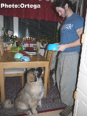 Sarplaninac Jovan 3,5 months