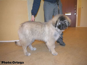Sarplaninac Jovan 3,5 months