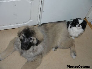 Sarplaninac Jovan 3,5 months