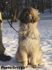 Sarplaninac Jovan 4 months