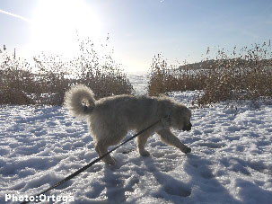 Sarplaninac Jovan43,5 months