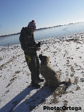 Sarplaninac Jovan 5 months