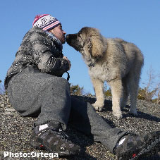 Sarplaninac Jovan 5 months