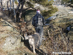 Sarplaninac Jovan 5 months