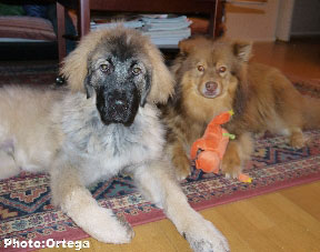 Sarplaninac Jovan 5 months