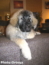 Sarplaninac Jovan 5 months