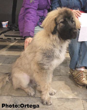 Sarplaninac Jovan 5,5 months