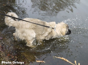 Sarplaninac Jovan 6,5 months