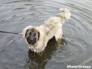 Sarplaninac Jovan 6,5 months