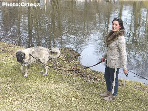 Sarplaninac Jovan 6,5 months
