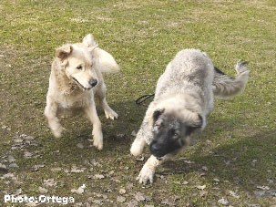 Sarplaninac Jovan 6,5 months