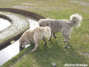 Sarplaninac Jovan 6,5 months