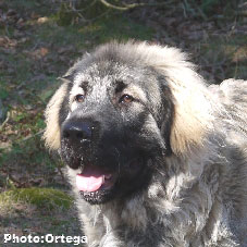 Sarplaninac Jovan 7 months