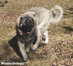 Sarplaninac Jovan 7 months