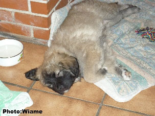 Sarplaninac Jugo 2 months
